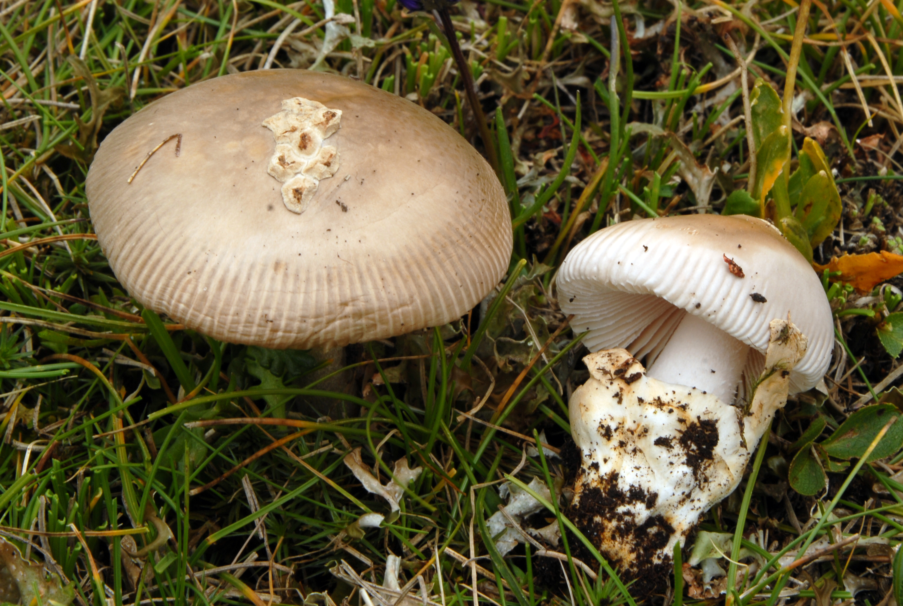 Foto Amanita nivalis